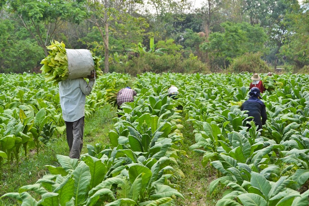 Recolección de hojas de tabaco en una plantación